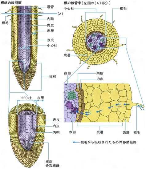 子房 成長|細胞構造からみた果樹類の果実，葉，根の成長